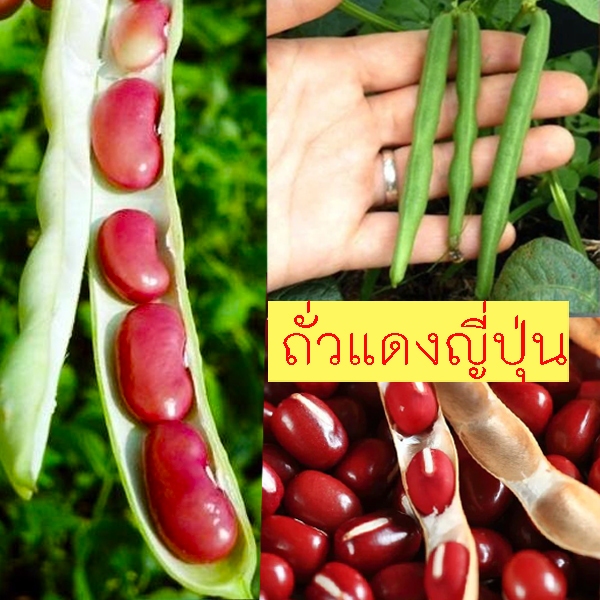 ถั่วแดงญี่ปุ่น📌10แถม1🎯ถูกที่สุด 10 บ.🎯📌เมล็ดพันุธุ์ถัวแดงญี่ปุ่นAzuki 20-120 เมล็ด🌱ปลูกง่าย🌱ทนร้อน🌱ให้ผลผลิตสูง