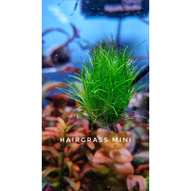 Hairgrass mini ใบน้ำแล้วมีรากพร้อมลงปลูก | Shopee Thailand