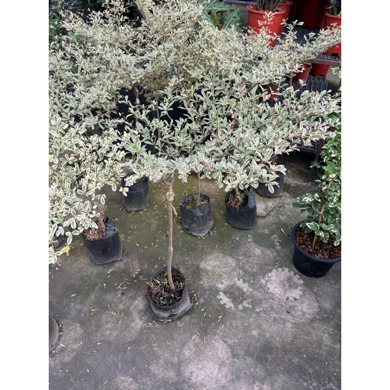 หูกระจงแคระด่าง Terminalia fatraea (Poir.) DC.หูกระจง ด่าง สูง80- 1เมตร ...