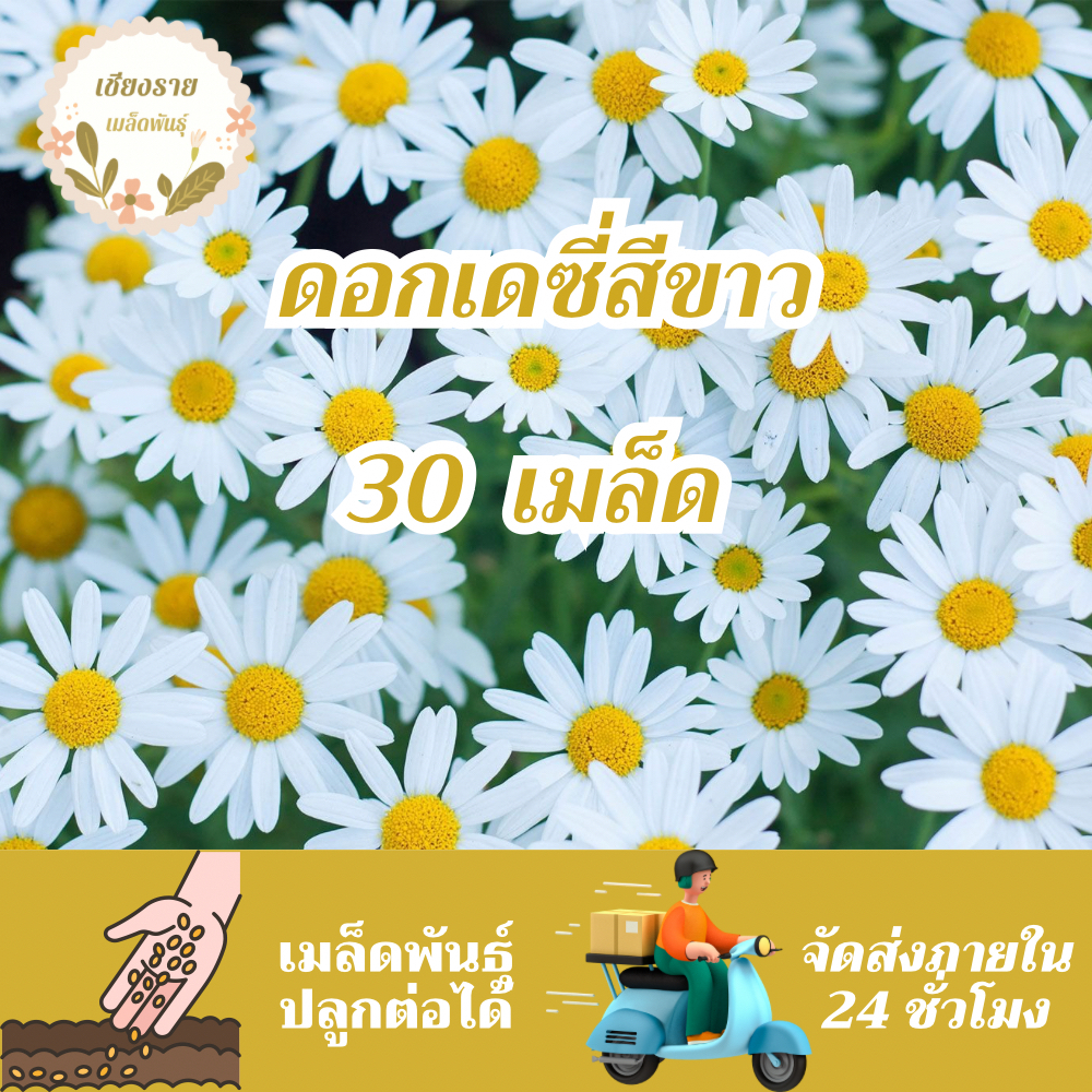 เมล็ดพันธุ์ ดอกเดซี่ สีขาว 30 เมล็ด Silver Princess Shasta Daisy Seed ...