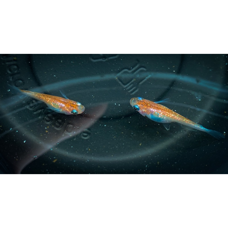 ขวดไข่ปลาเมดากะ orange rame ส้มๆประกายๆ มีแถมทุกออเดอร์ | Shopee Thailand