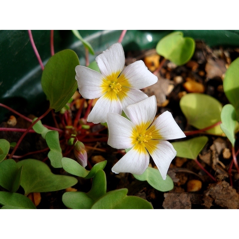 Oxalis simplex ออกซาลิสซิมเพล็กซ์ | Shopee Thailand