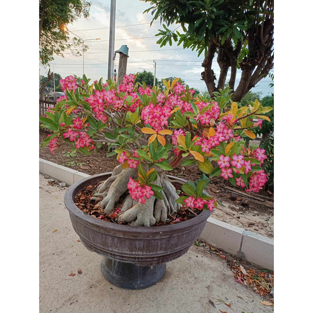 ชวนชม-adenium-เพชรมงคล-กระถาง-80เซน-ดอกสีชมพู-เต็มต้น