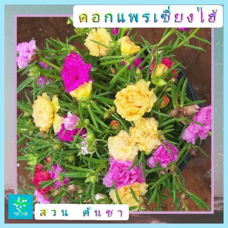 แพรเซี่ยงไฮ้-คุณนายตื่นสาย-แบบคละสี-1-กระถางมีเป็นร้อยกิ่ง-คุ้มสุดๆ