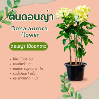 ต้นดอนญ่า dona aurora flower ไม้พุ่มไม้ประดับ กระถาง 11 นิ้ว ดอนย่า mussaenda ดอนญ่า ไม้ดอกขาว