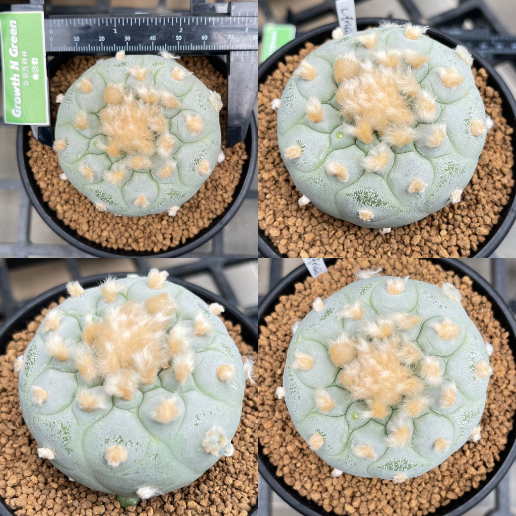 โลโฟโฟร่า-ฟริซิอาย-lophophora-fricii-ไม้เมล็ด-ชำหน่อ-หน้าสวย-เกรดสะสม-ลูกไม้สายเลือดดี-ไทย-ญี่ปุ่น