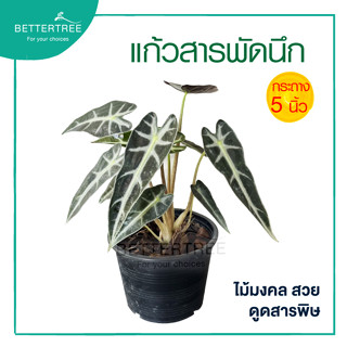 แก้วสารพัดนึก(ตัวเมีย) กระถาง 5 นิ้ว Alocasia Bambino Arrow ต้นไม้มงคล ต้นไม้ฟอกอากาศ ต้นไม้