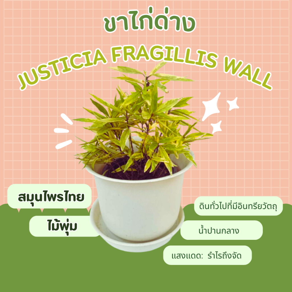 ขาไก่-ต้นขาไก่ด่าง-ปีกไก่ดำ-สมุนไพรไทย-justicia-fragillis-wall