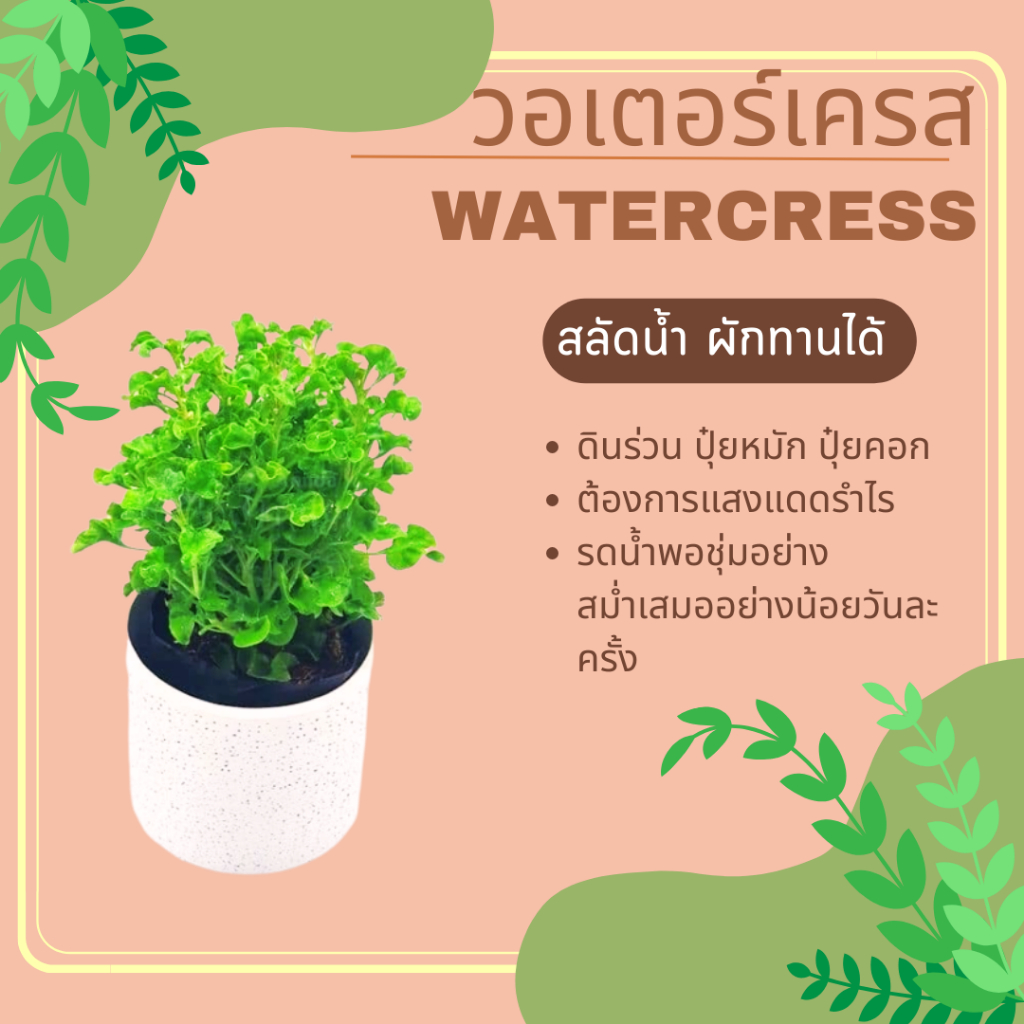 วอเตอร์เครส-ผักทานได้-watercress