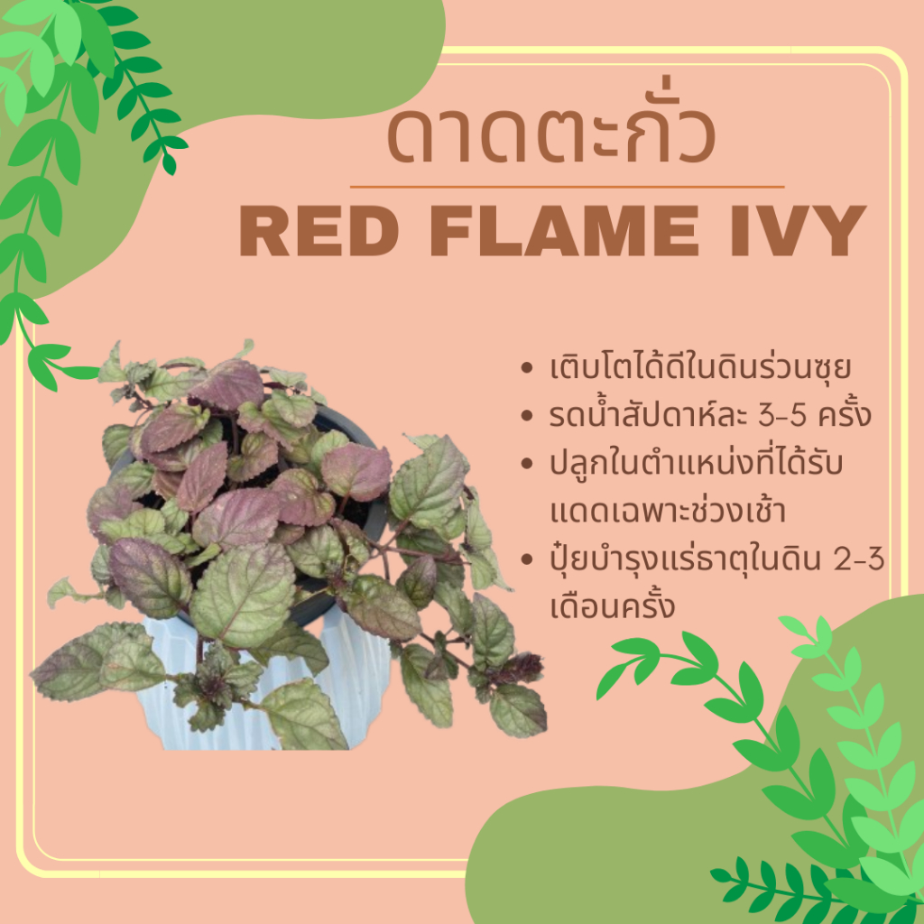 ดาดตะกั่ว-ไม้คลุมดิน-red-flame-ivy