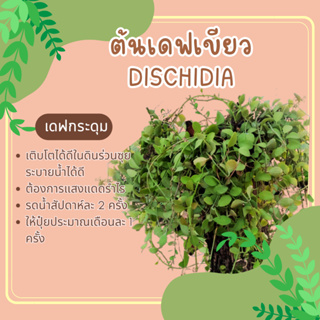 ต้นเดฟ 1 กิโล  Dischidia เดฟกระดุม เดฟเขียว