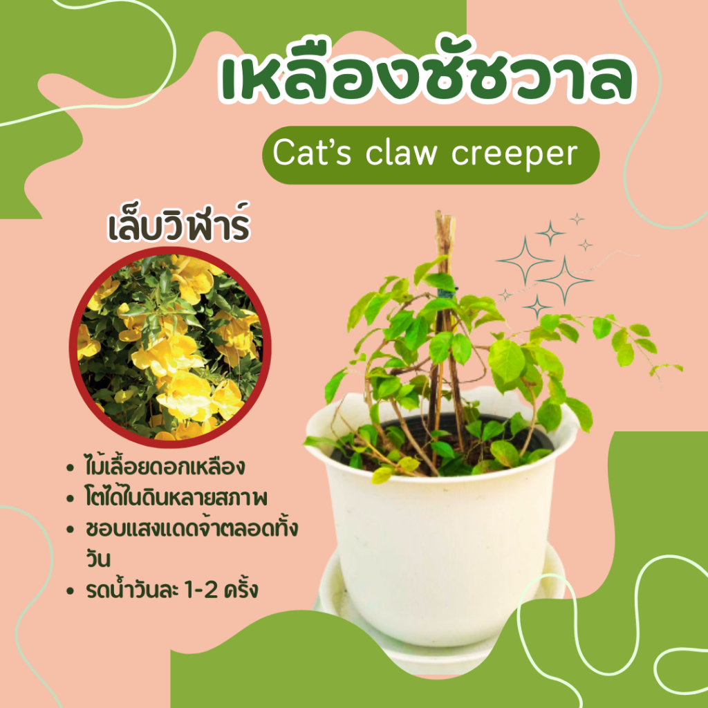 ต้นเหลืองชัชวาล-ต้นเล็บวิฬาร์-ไม้เลื้อย-เหลืองชัชวาลย์-cat-claw-vine-dolichandra-cats-claw-creeper-ไม้เลื้อยดอกเหลือง