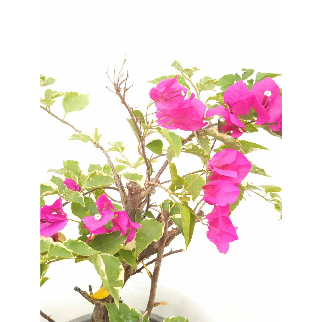 ต้นเฟื่องฟ้า-paperflower-bougainvillea