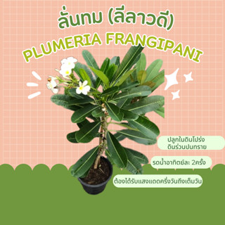 ลีลาวดี ลั่นทม plumeria frangipani