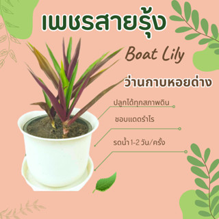 ว่านกาบหอย เพชรสายรุ้ง Boat Lily ว่านกาบหอยด่าง