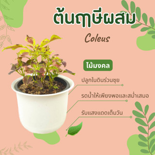 ต้นฤาษีผสม Coleus ไม้มงคล