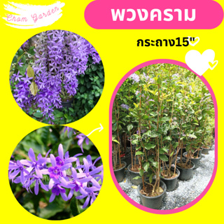 ต้นพวงคราม #ไม้เลื้อยดอกสีม่วง กระถาง 15" (1 ต้น / 1 คำสั่งซื้อ)