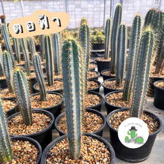 🌵 A Little cactus🌵| ตอฟ้า