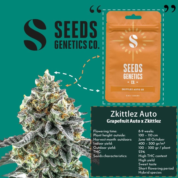 เมล็ด Zkittlez Autoflower Seeds Shopee Thailand