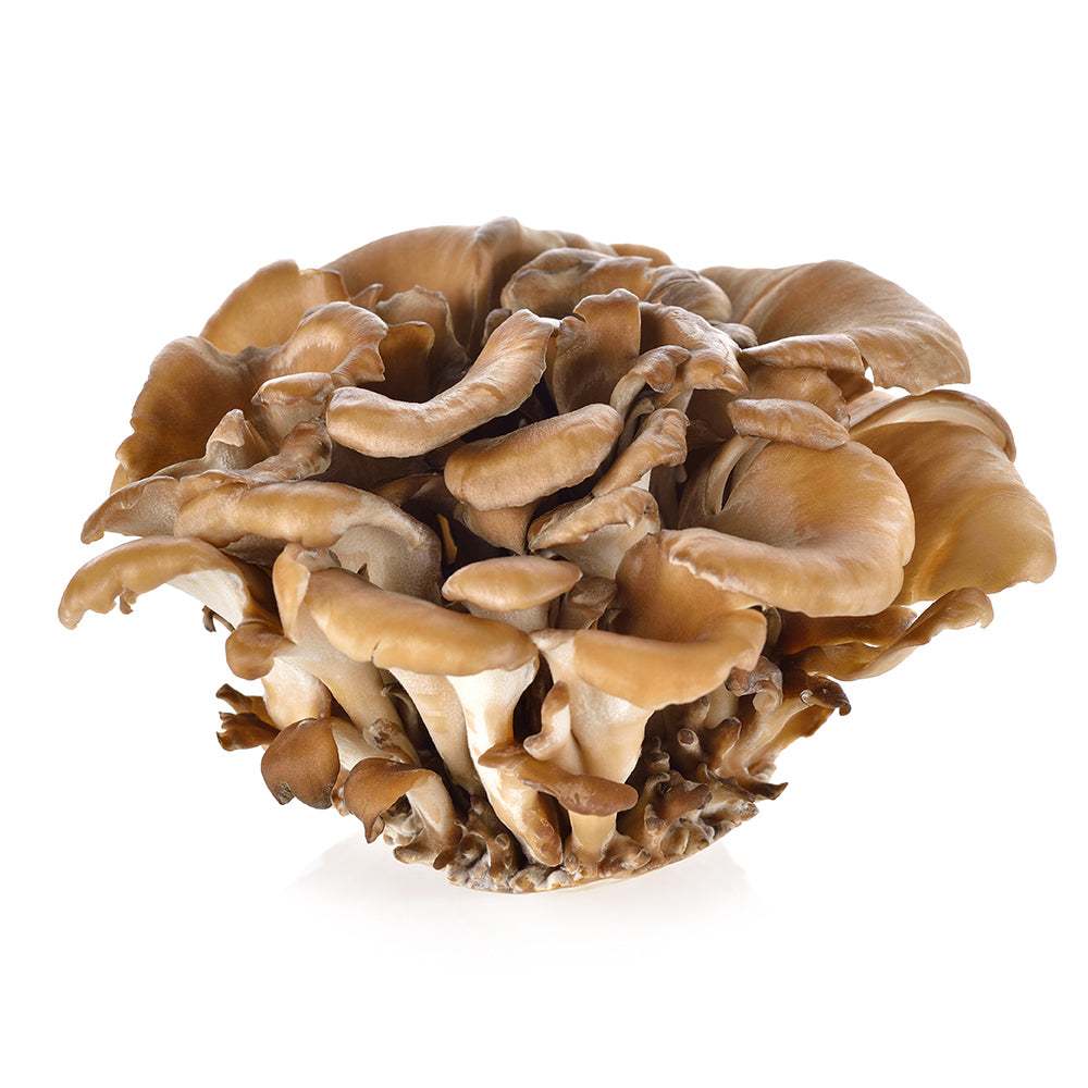 fitfood-maitake-100g-ผงเห็ดไมตาเกะ