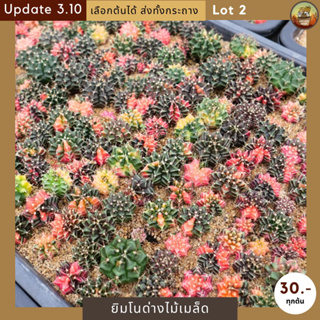 [Lot 2] กระบองเพชรยิมโนด่างไม้เพาะเมล็ด ราคาถูก จัดส่งทั้งกระถาง Cactus Gymnocalycium แข็งแรง สีสันสวยงาม
