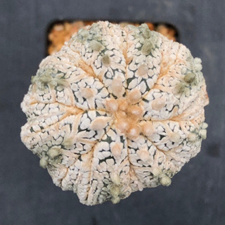 [พร้อมส่ง]🌵 แคคตัส แอสโตรสโนว์ astrophytum snow cactus ไม้กราฟ จำนวน 1 ต้น