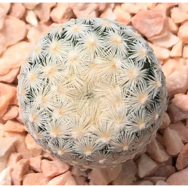 เป็นไม้ที่ทำยากโตช้ามากๆนะคะ-mammillaria-egregia-ฟอร์มขนสวยขาวแน่น-ลักษณะขนคล้ายherrerae