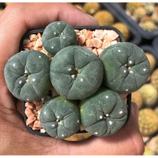 ช่อบูเก้มาค่ะ💐💐🥰💖 Lophophora Fricii Monts ฟริซิไอมอนส์แตกหน่อหลายหัว หน้าสวย ผิวเนียน เต้าบุ๋มดีงาม 💙