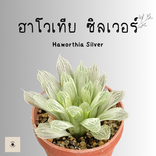 ฮาโวเทีย ซิลเวอร์ (Haworthia Silver) ฟอร์มสวยเป็นกอ