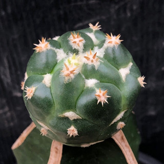 แคคตัส ช้าง หนามซ้อน Coryphantha cactus ไม้กราฟ จำนวน 1 ต้น