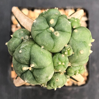 [พร้อมส่ง]🌵 แคคตัส โลโฟ วิลเลี่ยม แคปปิโคซ่า Lophophora williamsii caespitosa cactus ไม้กราฟ จำนวน 1 ต้น