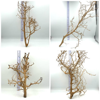 ไม้แต่งตู้ปลาจมน้ำ , กิ่งไม้แต่งตู้ปลา, รากไม้,Aquarium branch, driftwood, natural root, driftwood for fish tank