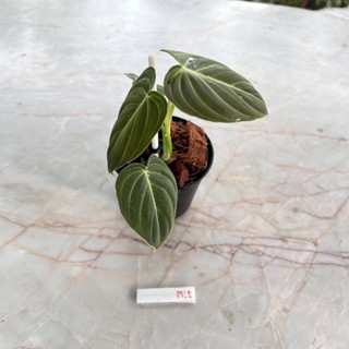 Philodendron Melanochrysum ฟิโลเดนดรอน เมลาโนไคซั่ม ฟิโลเมลาโน ไม้เนื้อเยื่อ เลือกต้นได้