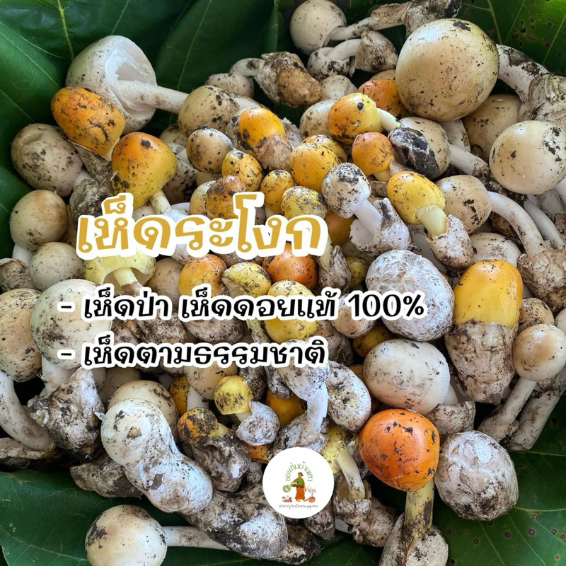 shopee-thailand
