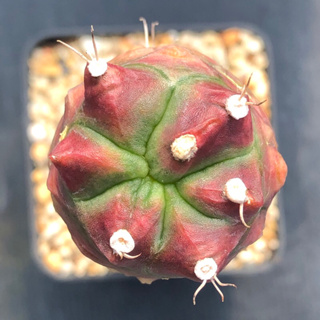 [พร้อมส่ง]🌵 แคคตัส ยิมโน เดตพูล Gymnocalycium ‘deadpool’ ไม้กราฟ จำนวน 1 ต้น