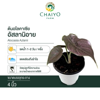 อโลคาเซีย อัสลานิอาย (Alocasia Azlanii) กระถาง 4 นิ้ว