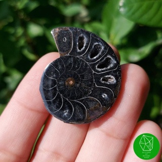 ฟอสซิลแอมโมไนต์สีดำ(Black Ammonite)​