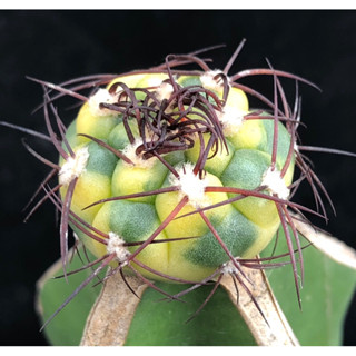 [พร้อมส่ง]🌵 แคคตัส ยิมโนด่าง  หนังช้าง gymnocalycium f.variegated cactus ไม้กราฟ จำนวน 1 ต้น