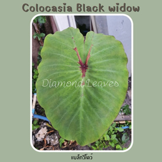 โคโลคาเซียแบล็กวิโดว์ Colocasia Black Widow ส่งแบบห่อตุ้มตัดใบ3ต้น มีรากแล้วแข็งแรง