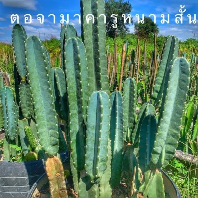 จามาคารู ไร้หนาม หนามกุด 12-14นิ้ว ถูกที่สุดกระบองเพชรหนามกุด ผลทานได้ ...