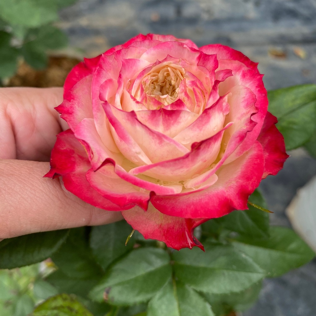 [Rose Chiang Mai] กุหลาบแอปเปิลแจ็ค (สีทูโทน) ถุง 8 นิ้ว / สูง 60-70 ...