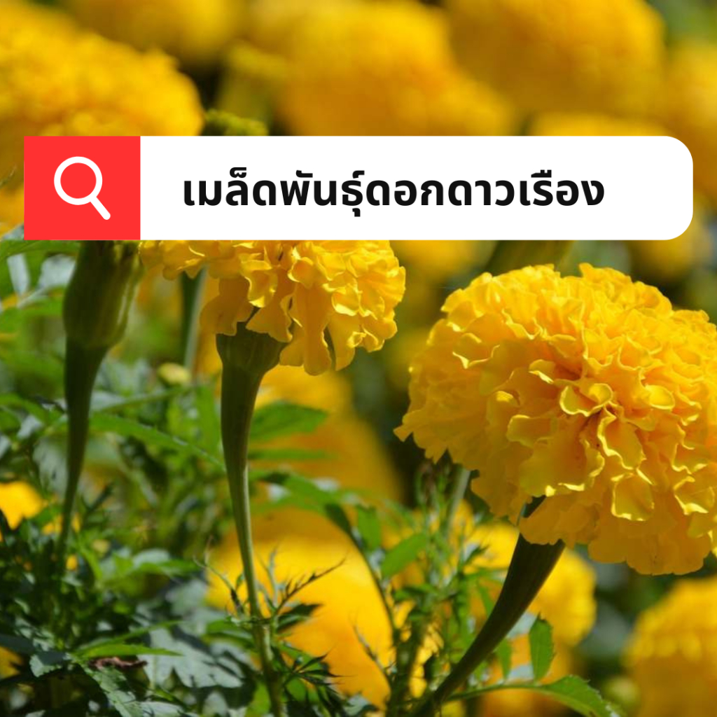 เมล็ดพันธุ์ดอกดาวเรืองต่างประเทศ เมล็ดดอกดาวเรืองใหญ่ ดอกหนา ปลูกง่าย ...