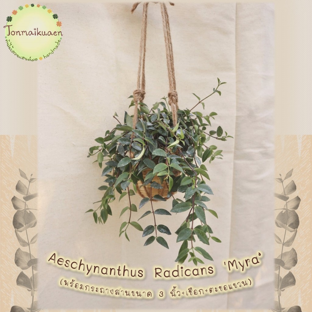 🌼Lipstick Plant (Aeschynanthus Radicans 'Myra’) ตระกูลลิปสติก พร้อม
