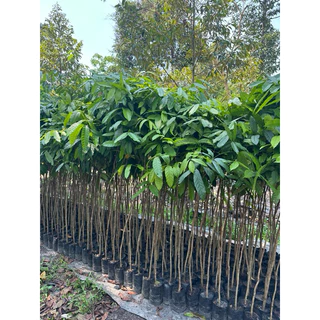 🌳 มะฮอกกานี สูง 1.5-2 เมตร
