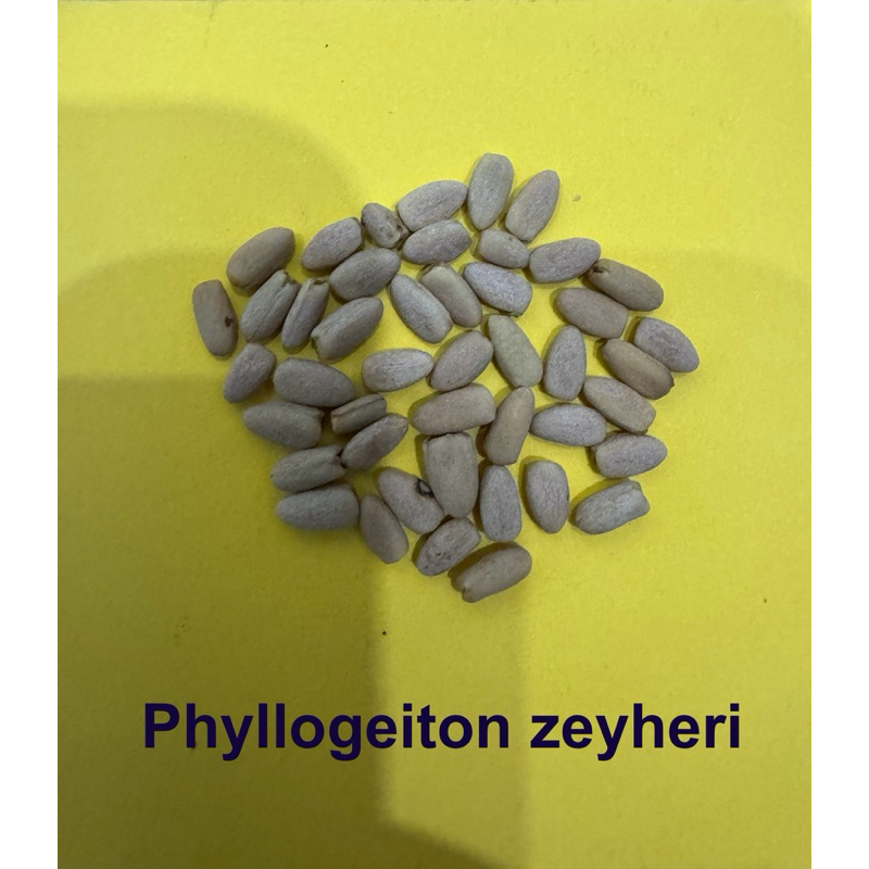 Pink Ivory Seeds เมล็ด Phyllogeiton zeyheri ไม้ชมพู หายาก | Shopee Thailand