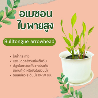 ต้นอเมซอนใบพายสูง Bulltongue arrowhead