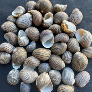 เปลือกหอยลายทางสีดำขนาดเล็ก zebra เปลือกหอยนางรมธรรมชาติ brown spots seashells 1-2cm