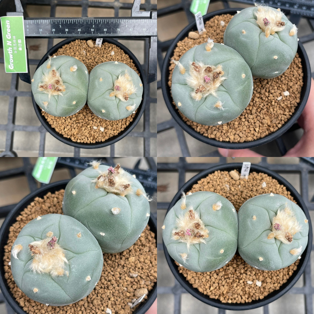 โลโฟโฟร่า-ฟริซิอาย-lophophora-fricii-ไม้เมล็ด-ชำหน่อ-หน้าสวย-เกรดสะสม-ลูกไม้สายเลือดดี-ไทย-ญี่ปุ่น