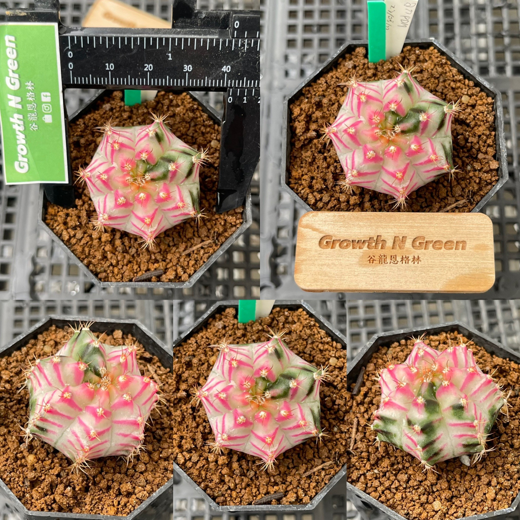 ยิมโนด่าง-ไม้เมล็ด-ลูกpinkdiamond-gymnocalycium-mihanovichii-ลูก-pink-diamond-ด่าง-สวย-ลุ้นด่างสมมาตร