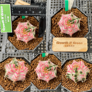 ยิมโนด่าง ไม้เมล็ด ลูกPinkDiamond Gymnocalycium mihanovichii 